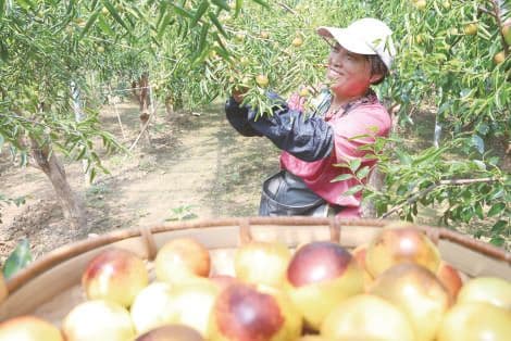 滨州沾化冬枣错峰成熟 抢“鲜”上市