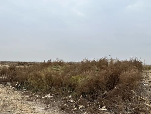 沾化考证旧殿台遗址 厘清久山镇与永利盐场千年沿革_滨州随笔