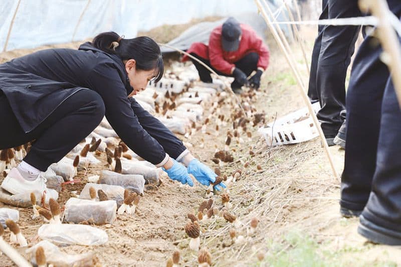 滨州市农科院:种业攻坚结硕果 盐碱地农业迈出新步伐
