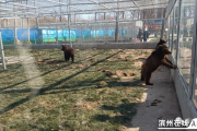 凌晨，滨州蒲园，动物园一只熊外逃！